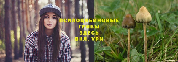хмурый Аркадак